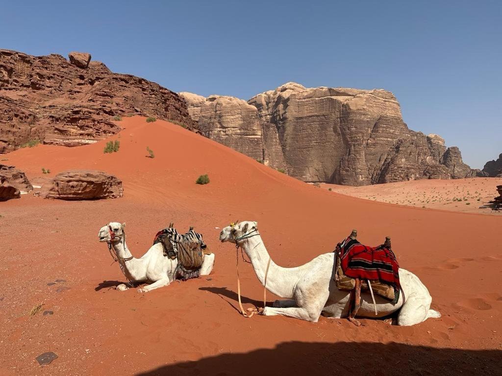 Bedouin Holidays Camp And Jeep Tours Wadi Rum Exterior foto